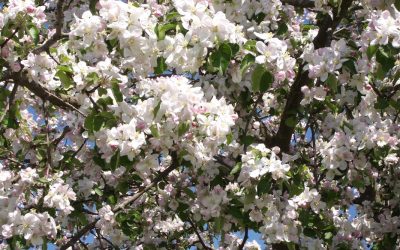 DE, München, NeubibergGarten(t)räume – behagliche 2 Zimmerwohnung mit Sonnenterrasse